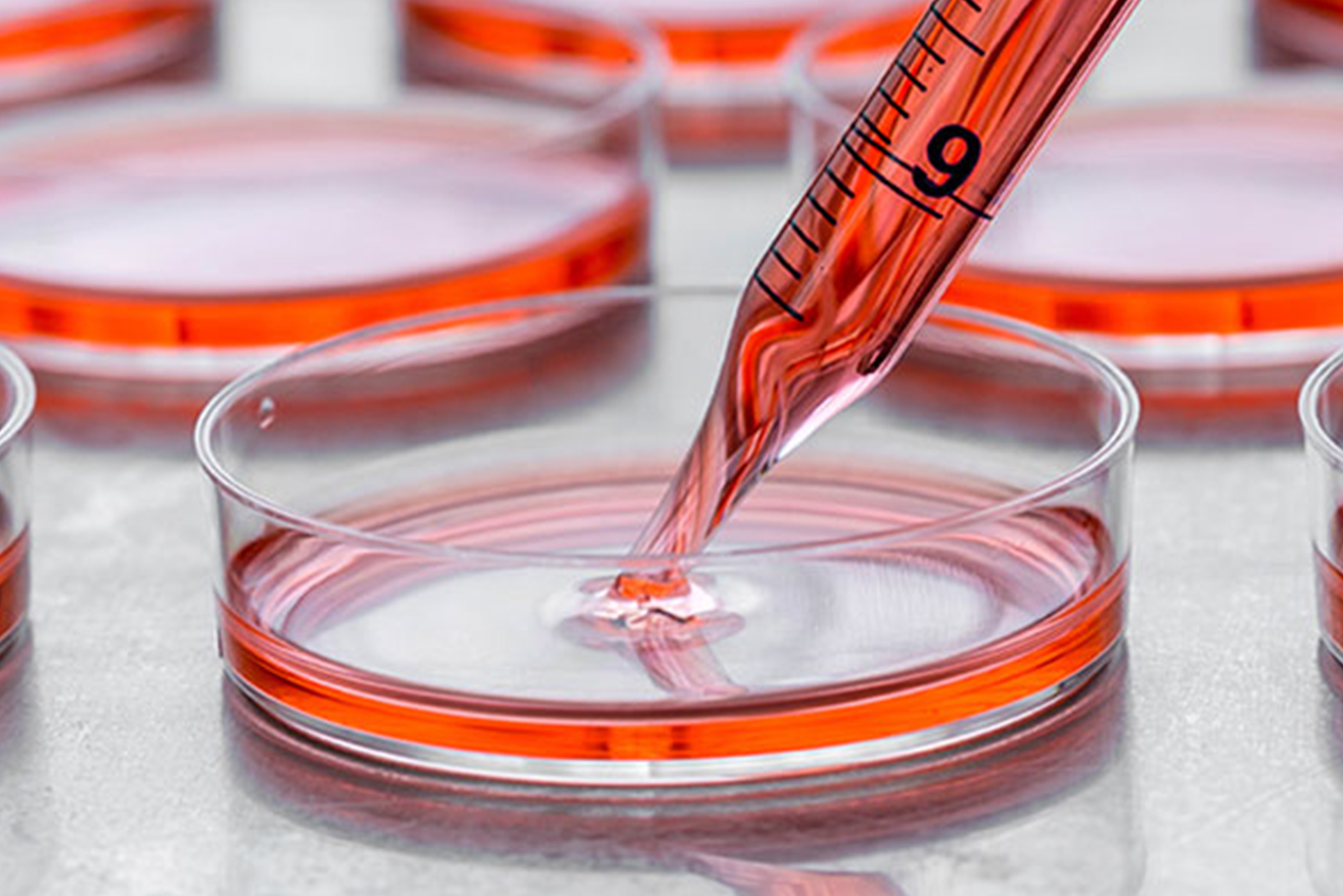 exploring-cell-cultures-role-in-laboratory-research