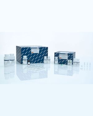 QiAamp DNA Mini Kit [250]